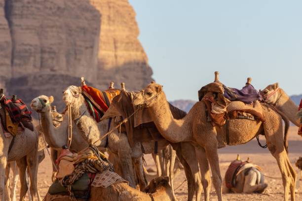 istock Camel caravan in Wadi Rum desert 1440541379