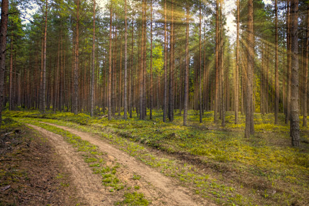 istock Green forest in the summer time with sun rays crashing through the trees 1440541460