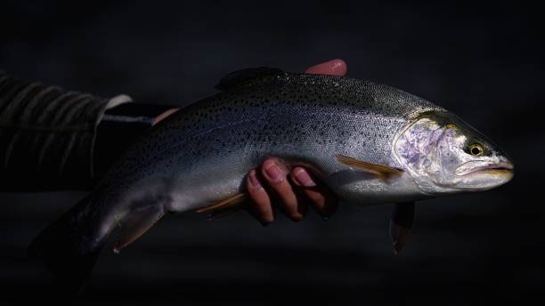 istock Uncooked fresh raw salmon in a chef's hand 1440541559