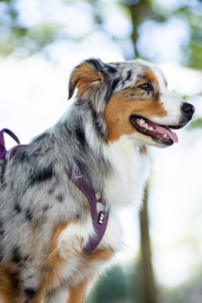 istock Australian shepherd dog posing in city park 1440541857