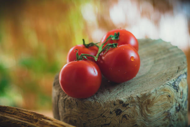 istock Selective focus of the fresh tomatoes on the trunk 1440542031