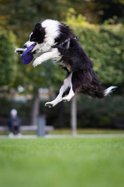 istock Dog catches a plate in a jumping 1440542097