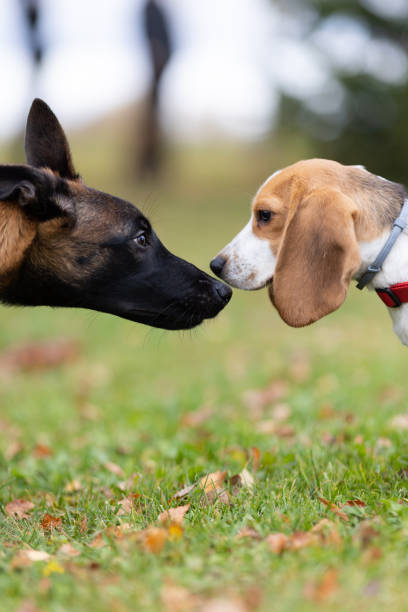 istock Two dogs look and sniff each other close up 1440542157