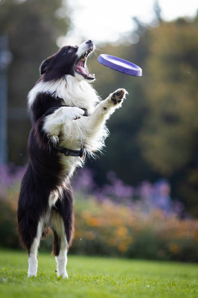 A dog catches a plate while playing on the green grass in the city park on Lukiska Square in Vilnius. This is a popular place in the city for walking and playing with dogs.