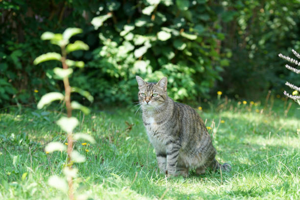 istock Selective focus shot of a grumpy cat in nature 1440542672