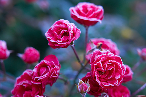 A closeup of red Damask roses covered in frost in a garden with a blurry background