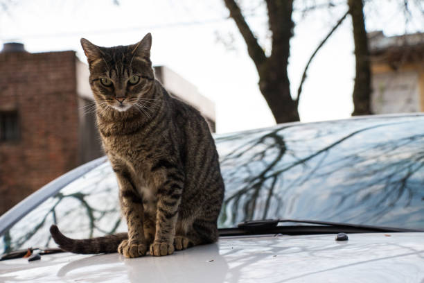 istock Selective focus shot of a brown cat posing for the camera 1440542910