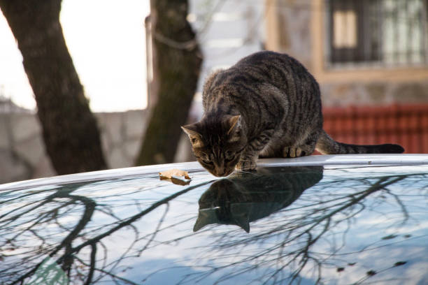 istock Tabby cat sitting on glass surface with its reflection outdoors 1440542929