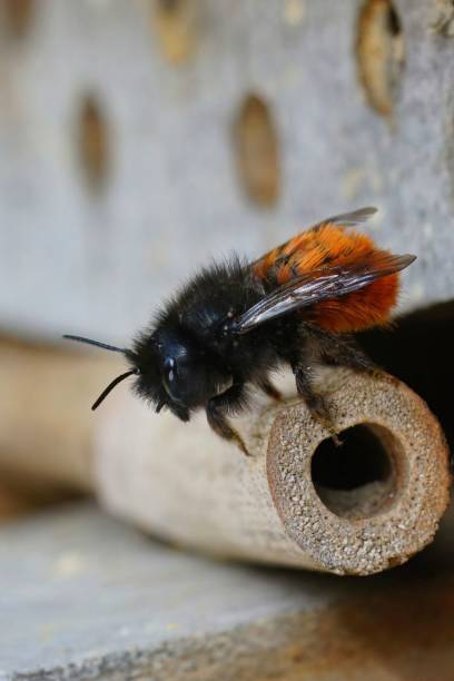 istock Vertical shot of a bee 1440542997