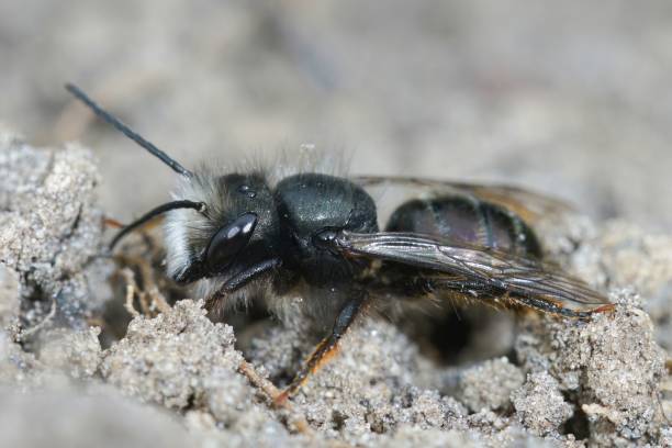 istock Closeup shot of an osmia cornuta 1440543066