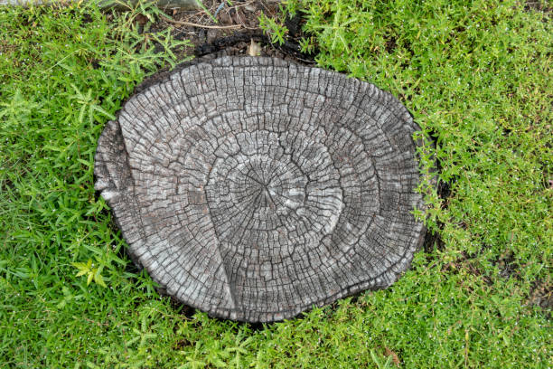 istock Top view shot of a cut tree trunk 1440543312