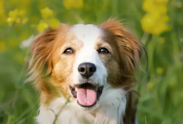 A selective focus shot of an adorable Kooikerhondje dog