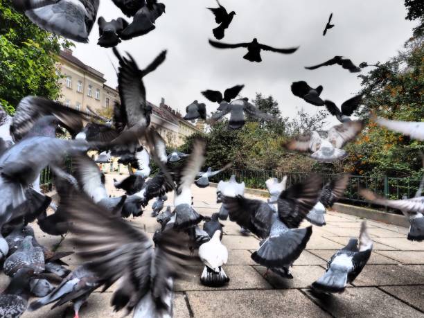 istock Pigeons in the street in a flight 1440544215