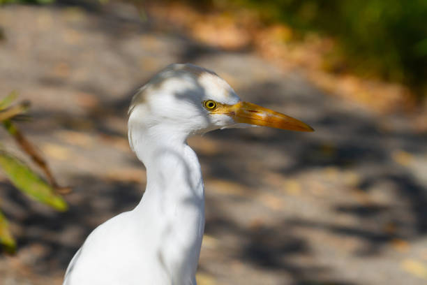 A selective focus shot of an egret captured on a sunny day