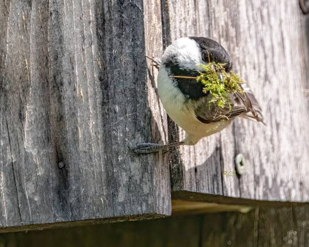 closeup of a cute black-capped chickadee perched on the wooden fence with a green leaf in the beak - bird chickadee animal fence imagens e fotografias de stock