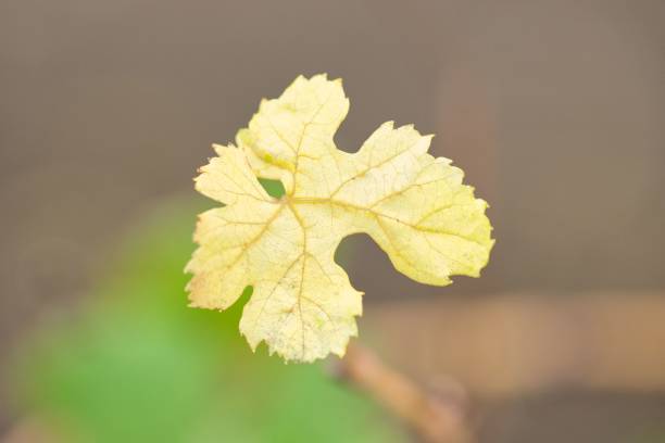 A selective focus shot of a light yellow leaf in a park