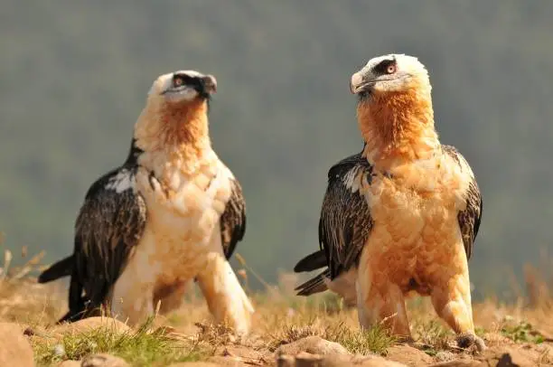 Photo of Scary bearded vulture birds in the rocky valley on a sunny day