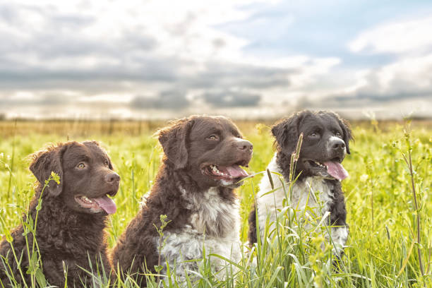 istock Selective focus shot of three adorable dogs 1440544594