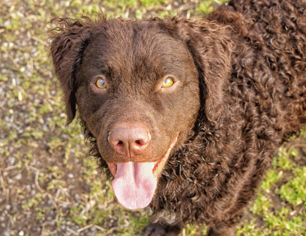 istock Selective focus shot of an adorable curly-coated retriever 1440544604