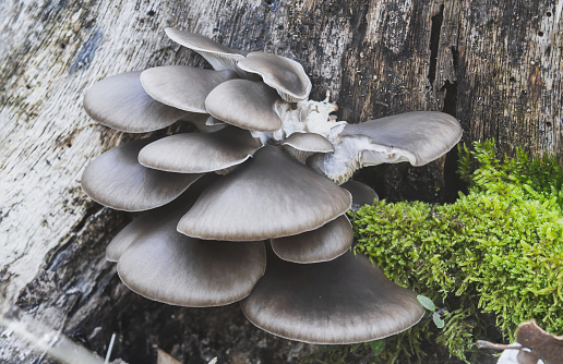 A closeup of blue oyster mushrooms growing on a tree covered in mosses in a forest