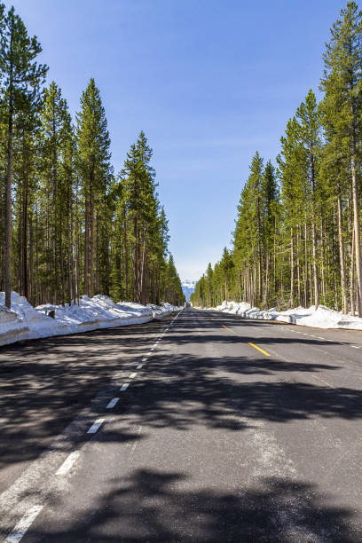 foto vertical de uma estrada em uma floresta no inverno no parque nacional de yellowstone, eua - vertical forest national forest woods - fotografias e filmes do acervo