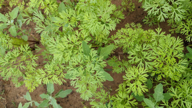 Top view of chervil growing in a garden under the sunlight in the countryside A top view of chervil growing in a garden under the sunlight in the countryside chervil stock pictures, royalty-free photos & images