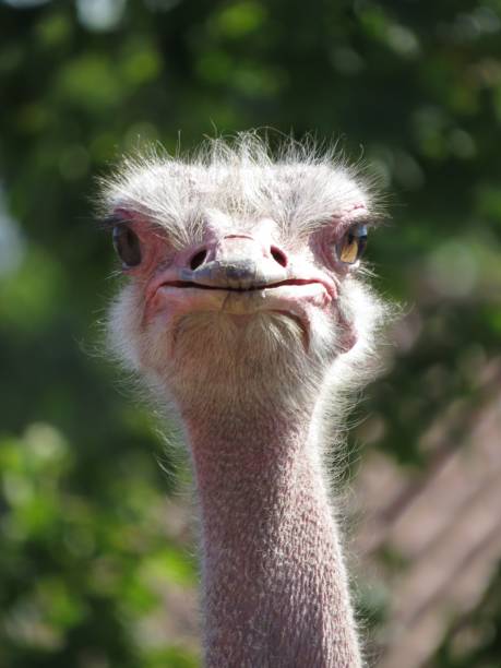 istock Vertical selective focus closeup shot of a fluffy ostrich head 1440545060