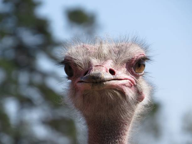 istock Selective focus closeup shot of a fluffy ostrich head 1440545063
