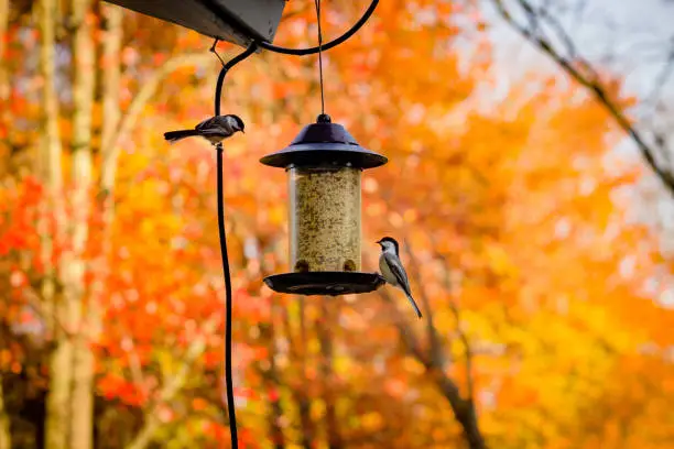 A selective focus shot of a cute nuthatch and sparrow birds perched on a birdfeeder
