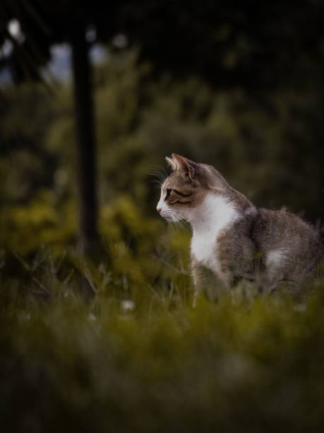 istock Vertical shot of a cat sitting on the grass against blur background 1440545430