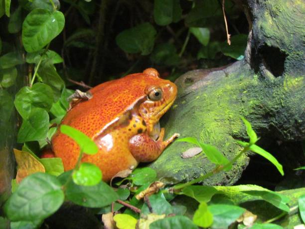 istock Closeup shot of a bright orange fire toad in a forest 1440545697