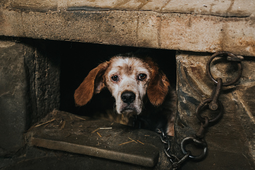 A high angle shot of a poor dog chained under a tunnel - dog abuse concept
