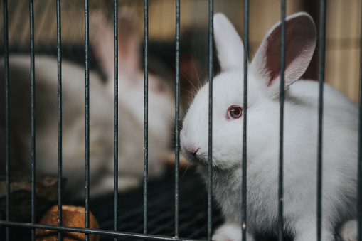 A selective focus shot of a white rabbit on a cage