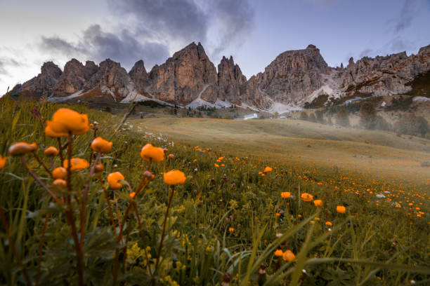 schöne aufnahme eines nationalparks, italien - naturpark stock-fotos und bilder