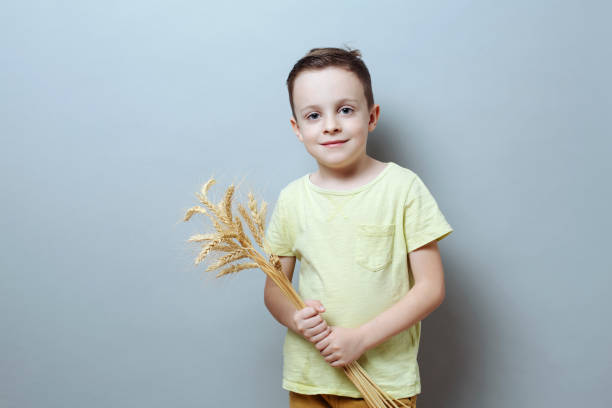 child holds ears of wheat in his hands. symbol of life, food, bread and prosperity stock photo