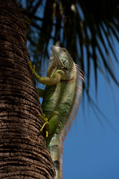 istock Vertical shot of a green iguana on a palm tree under the sunlight 1440546587