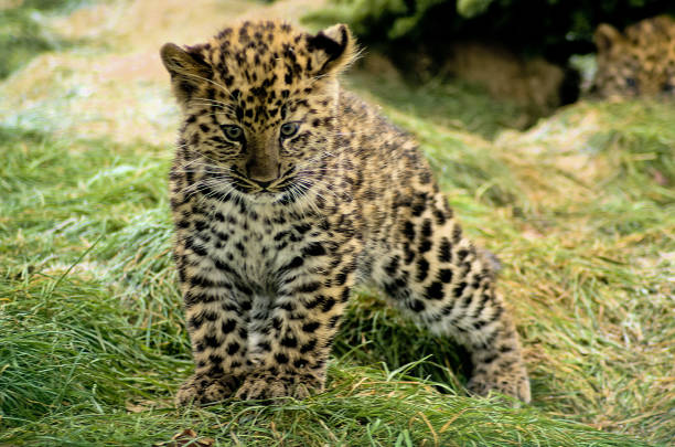 istock Closeup of cute baby leopard 1440546714