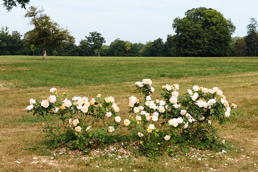 A landscape of white roses in an open field