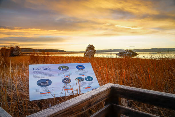 Mono Lake County Park Interpretive Signage Lee Vining, California, United States – November 14, 2020: An interpretive sign helps visitors identify bird species along the boardwalk at Mono Lake County Park. Mono Lake stock pictures, royalty-free photos & images