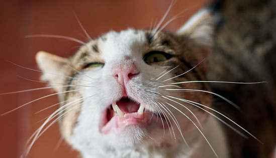 A high angle shot of a cat yawning