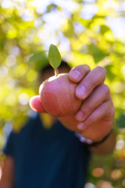 Apple Picking - Man Holding Apple in Apple Orchard
