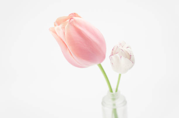 istock Tulips blossoms cultivar on a white background 1440547563