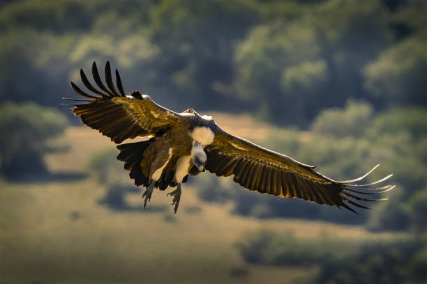istock Closeup of a flying vulture going to land 1440547573