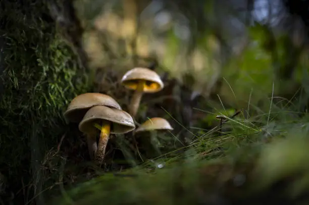 A soft focus of mushroom growing on forest floor