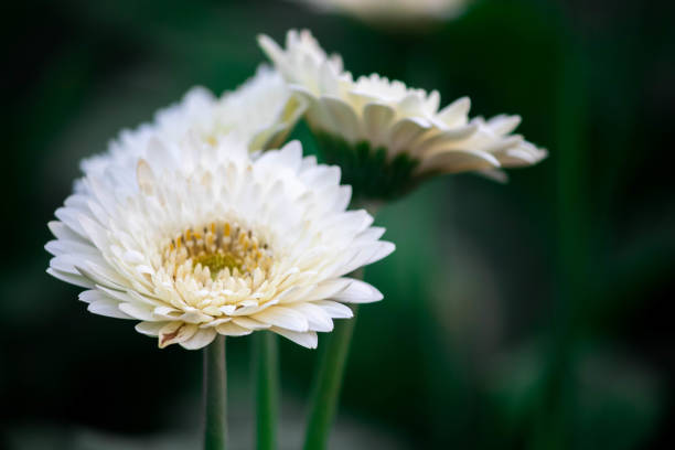 Selective focus shot of white gerbera A selective focus shot of white gerbera white gerbera daisy stock pictures, royalty-free photos & images