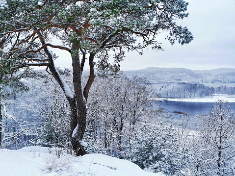 A mesmerizing shot of a beautiful winter landscape with snow-covered trees, Larvik, Norway