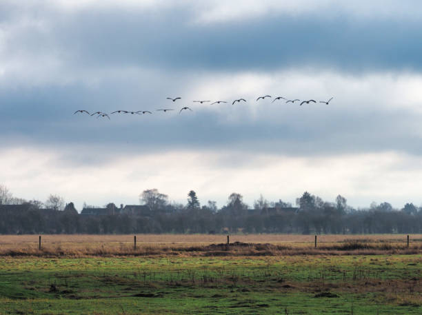 istock Barnacle geese flock flying in formation 1440548936