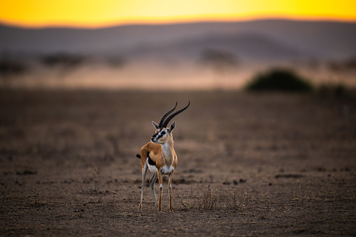 A selective focus shot of a little Grant's gazelle, also known as Nanger granti in Tanzania
