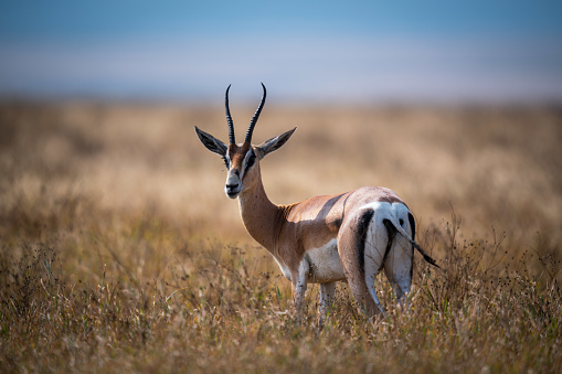A closeup of Grant's gazelle in a meadow in Ngorongoro Conservation Area in Tanzania