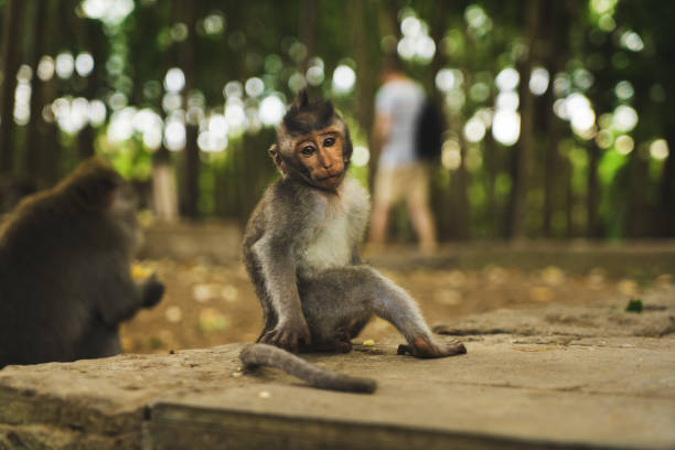 istock Selective focus shot of a small macaque 1440549495